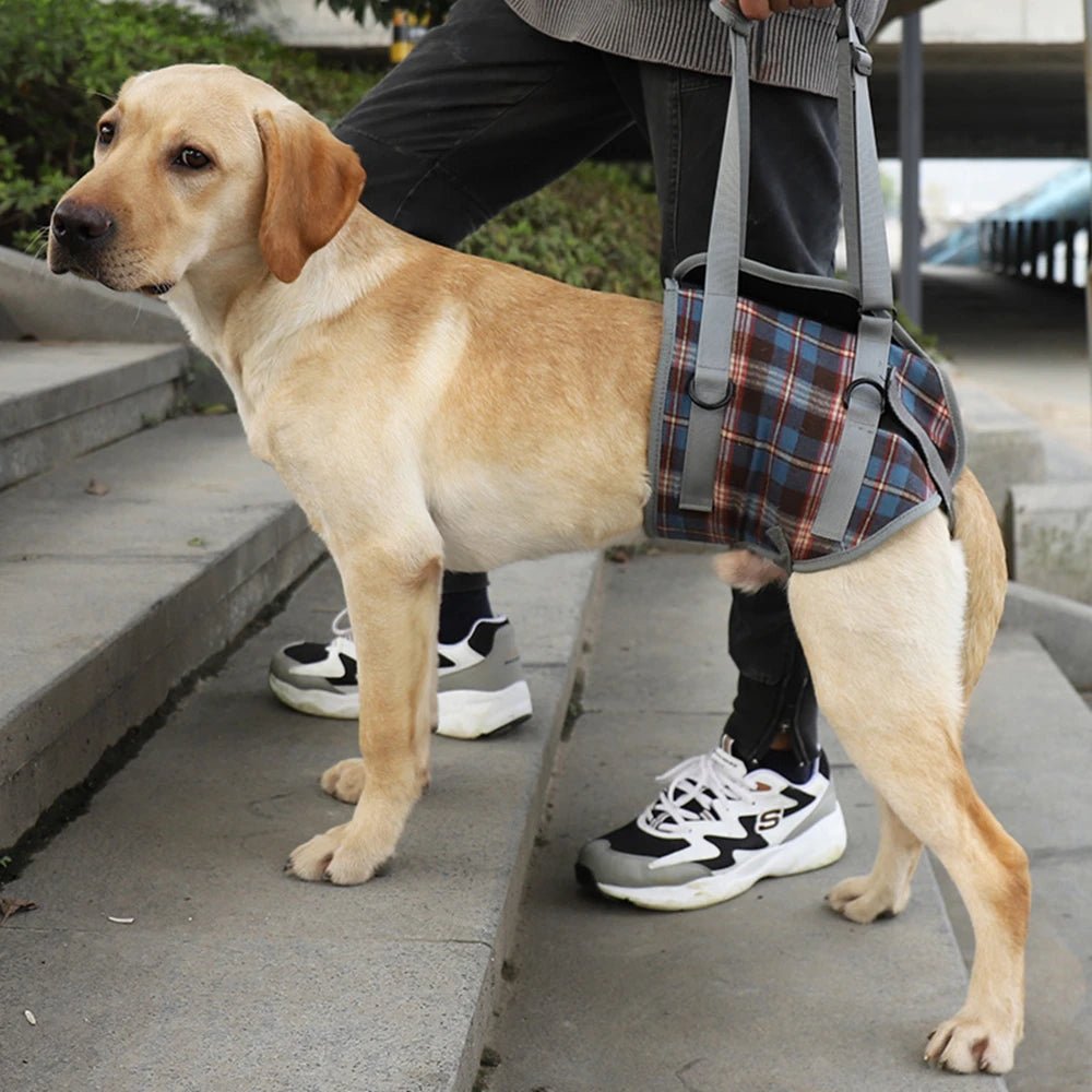 Premium Adjustable Dog Support Harness For Senior Pet Leg Recovery - Mobility Buy